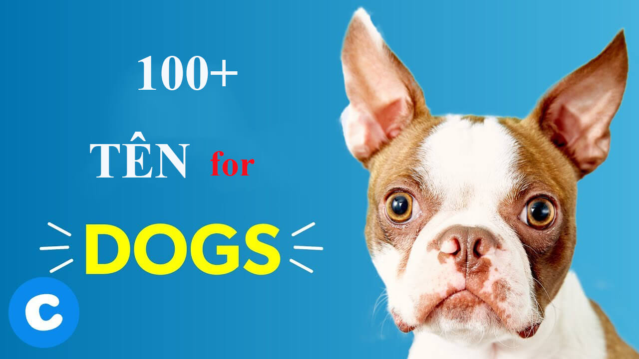 Cách đặt tên cho chó|Tổng hợp 100+ tên cho chó hay và ý nghĩa