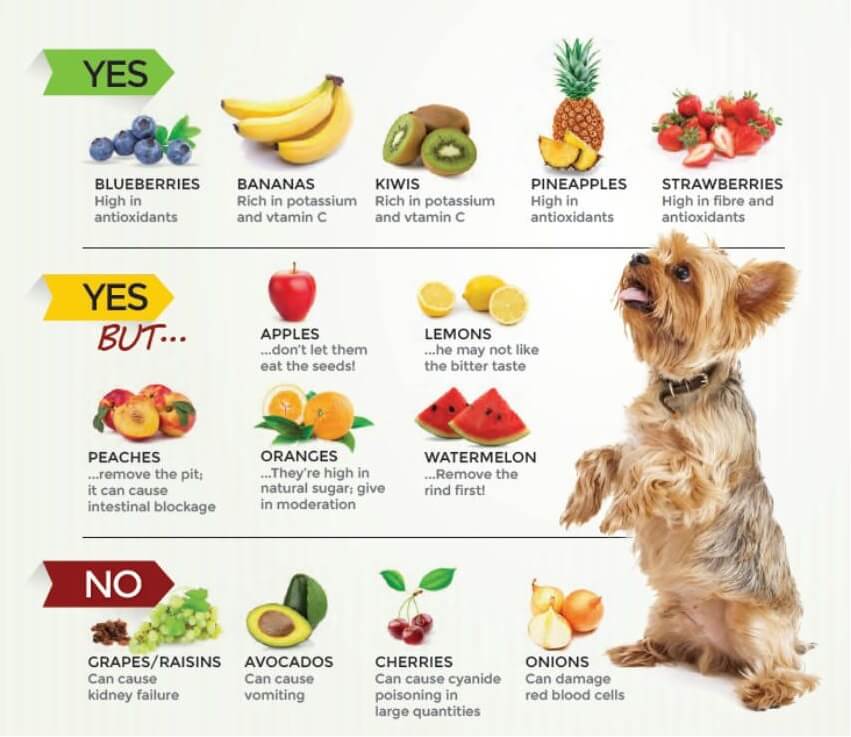 Nên cho chó Poodle ăn hoa quả gì để tốt cho sức khỏe?