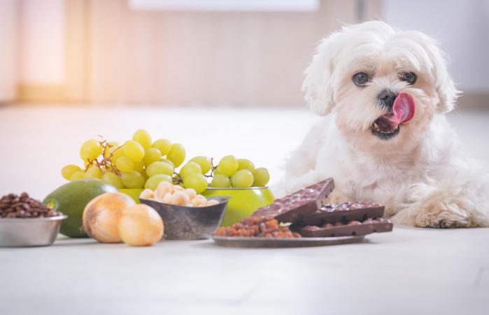 Nên cho chó Poodle ăn hoa quả gì để tốt cho sức khỏe? 1