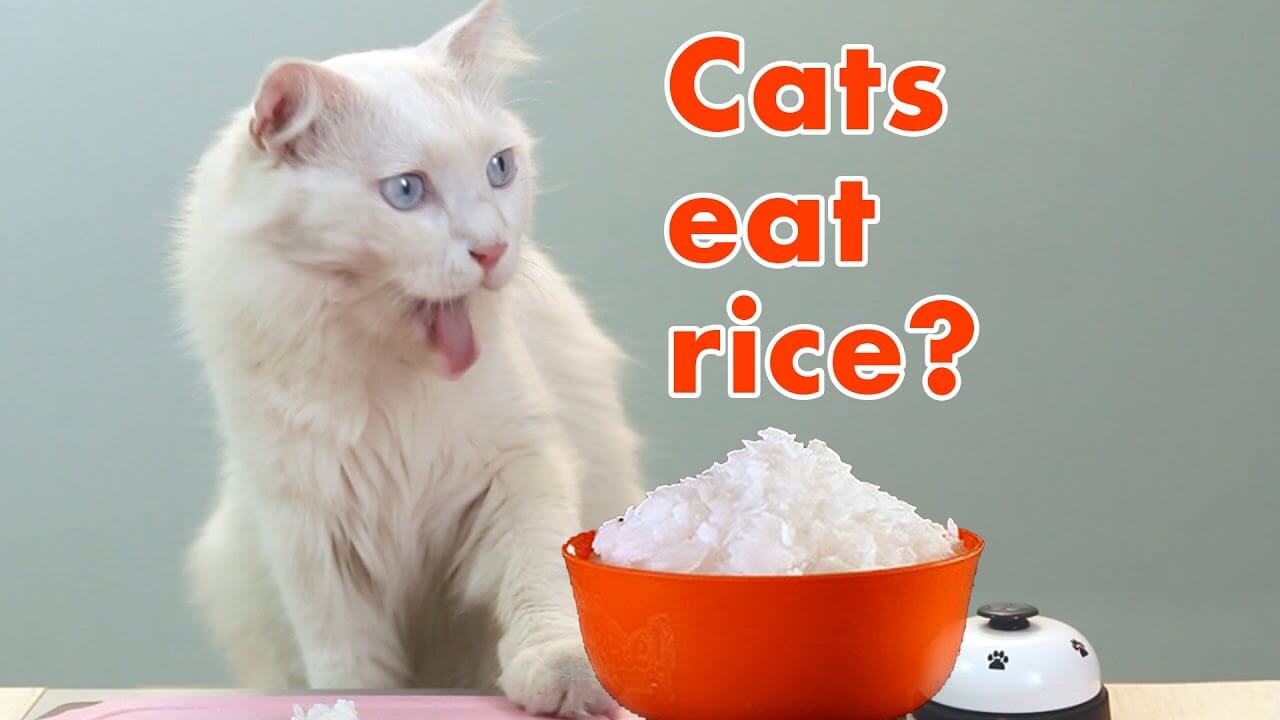 [Giải Đáp] Cho con mèo ăn cơm có tốt không?