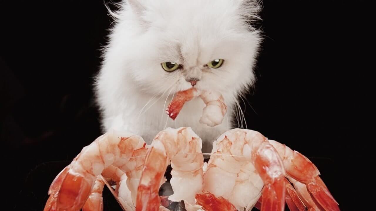 Mèo có ăn được tôm không? Cần lưu ý gì khi cho mèo ăn tôm