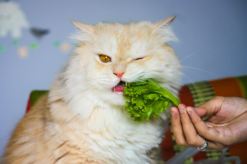 Thức ăn bổ sung canxi cho mèo bao gồm những gì?