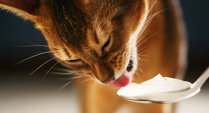 Thức ăn bổ sung canxi cho mèo bao gồm những gì?